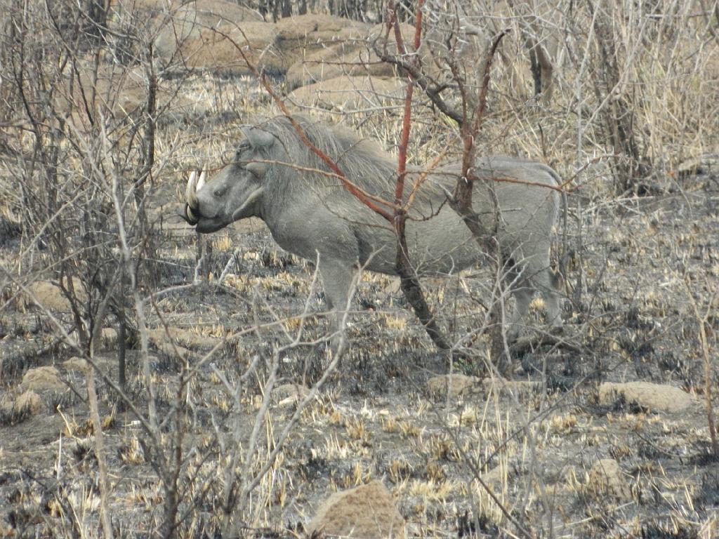 Suedafrika (91)